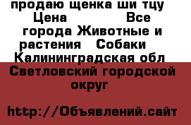 продаю щенка ши-тцу › Цена ­ 10 000 - Все города Животные и растения » Собаки   . Калининградская обл.,Светловский городской округ 